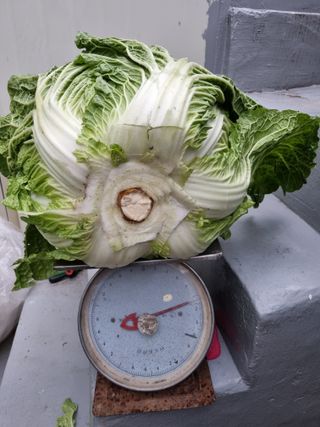 김 기 동님의 12월 내 작물 자랑하기 · 참여글 작성글 사진