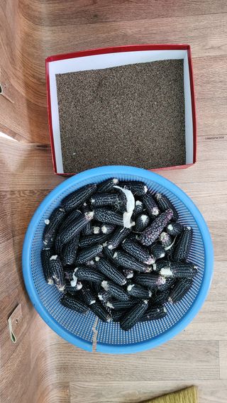 최인섭님의 12월 내 작물 자랑하기 · 참여글 작성글 사진