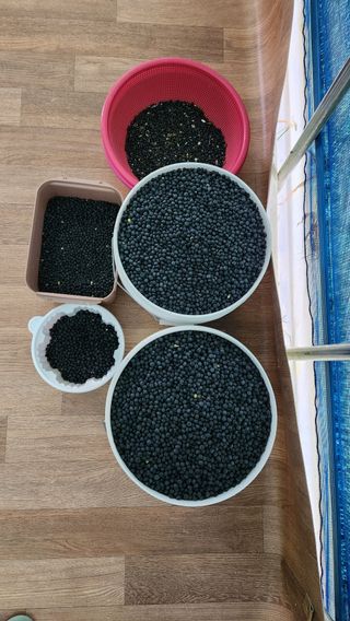 최인섭님의 12월 내 작물 자랑하기 · 참여글 작성글 사진