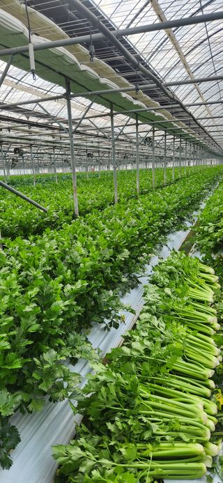 덕성농장배수경님의 기타작물 · 영농일지 작성글 사진