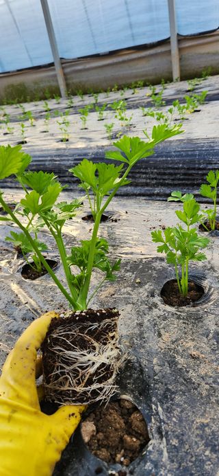 덕성농장배수경님의 기타작물 · 영농일지 작성글 사진