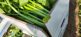 덕성농장배수경님의 기타작물 · 영농일지 작성글 사진