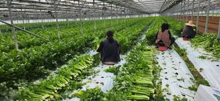 덕성농장배수경님의 기타작물 · 영농일지 작성글 사진