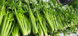 덕성농장배수경님의 기타작물 · 영농일지 작성글 사진