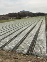 팜모닝 양파·자유게시판 게시글 이미지