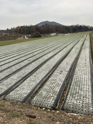 노력한만큼거둘수이다님의 양파 · 자유게시판 작성글 사진