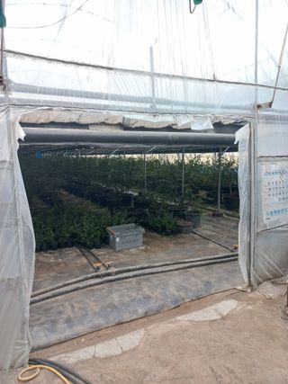 하늘농원님의 블루베리 · 자유게시판 작성글 사진