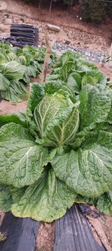 팜모닝 12월 내 작물 자랑하기·참여글 게시글 이미지