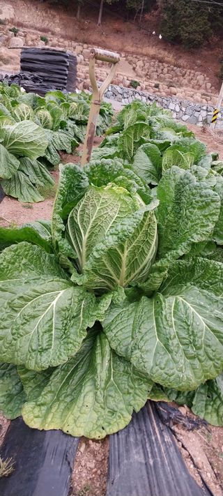 840574나님의 12월 내 작물 자랑하기 · 참여글 작성글 사진