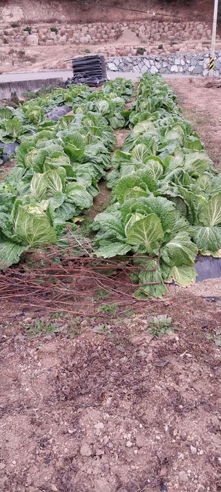 840574나님의 12월 내 작물 자랑하기 · 참여글 작성글 사진