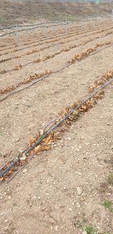 팜모닝 자유주제·자유게시판 게시글 이미지