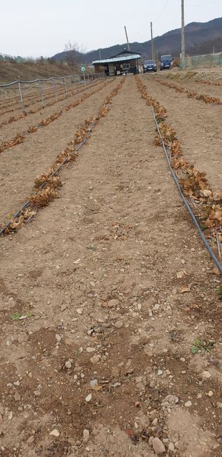 김화순님의 자유주제 · 자유게시판 작성글 사진