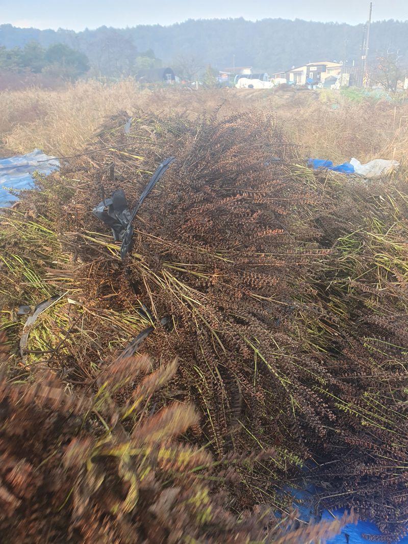 장터 상품 [들기름 500ml] 썸네일