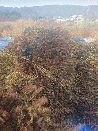 두딸맘님의 작성글 사진