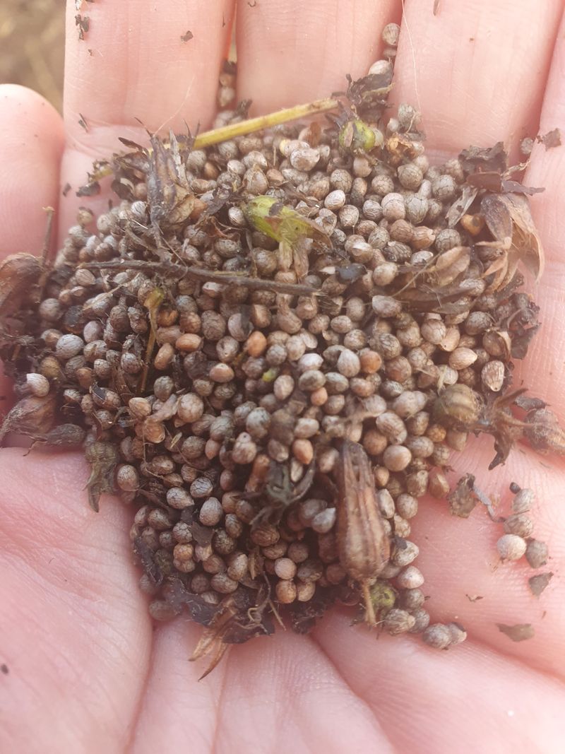 두딸맘님의 장터 판매 상품 [들기름 500ml] 첨부 사진