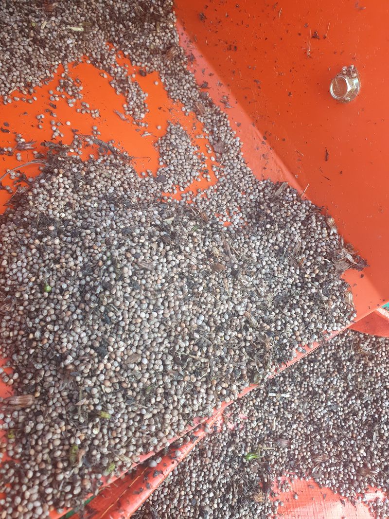 두딸맘님의 장터 판매 상품 [들기름 500ml] 첨부 사진