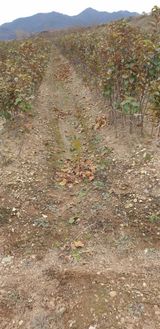 팜모닝 자유주제·자유게시판 게시글 이미지