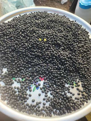 행복농원님의 콩 · 자유게시판 작성글 사진