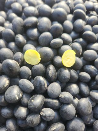 행복농원님의 콩 · 자유게시판 작성글 사진