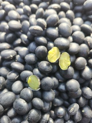 행복농원님의 콩 · 자유게시판 작성글 사진