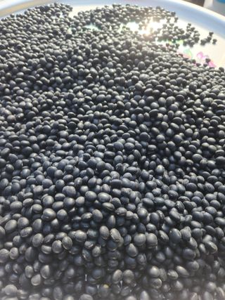 행복농원님의 콩 · 자유게시판 작성글 사진