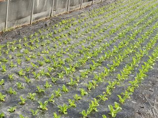 소리사랑 박주현님의 12월 내 작물 자랑하기 · 참여글 작성글 사진