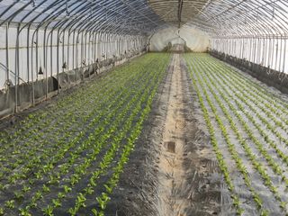 소리사랑 박주현님의 12월 내 작물 자랑하기 · 참여글 작성글 사진