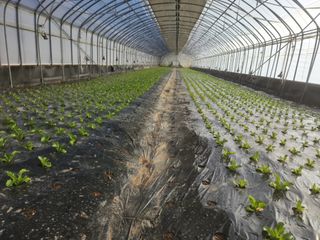 소리사랑 박주현님의 12월 내 작물 자랑하기 · 참여글 작성글 사진