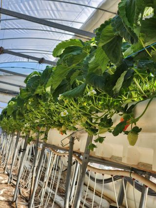 논산. 이순자님의 딸기 · 영농일지 작성글 사진