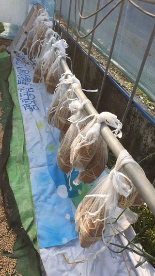 박용현 님의 12월 내 작물 자랑하기 · 참여글 작성글 사진