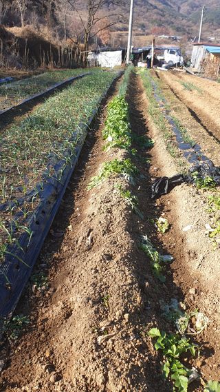 박용현 님의 12월 내 작물 자랑하기 · 참여글 작성글 사진