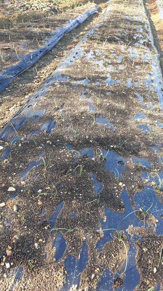 박용현 님의 12월 내 작물 자랑하기 · 참여글 작성글 사진