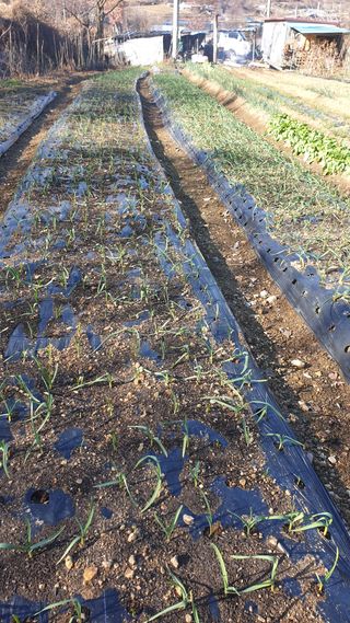 박용현 님의 12월 내 작물 자랑하기 · 참여글 작성글 사진