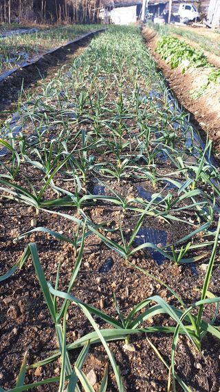 박용현 님의 12월 내 작물 자랑하기 · 참여글 작성글 사진