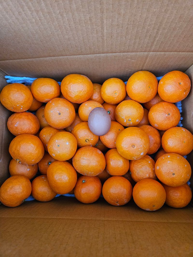 오영심님의 장터 판매 상품 [황금향5kg] 첨부 사진