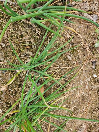 고영희님의 12월 내 작물 자랑하기 · 참여글 작성글 사진