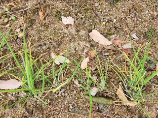 고영희님의 12월 내 작물 자랑하기 · 참여글 작성글 사진