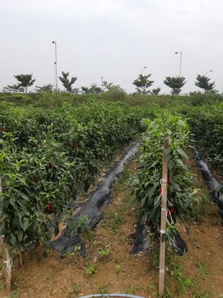 안재명님의 팜모닝 · 출석 작성글 사진