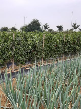 안재명님의 팜모닝 · 출석 작성글 사진