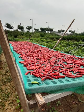 안재명님의 팜모닝 · 출석 작성글 사진