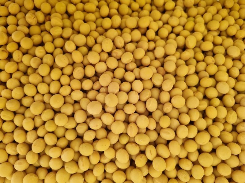 장터 상품 [대왕2호 선풍] 썸네일