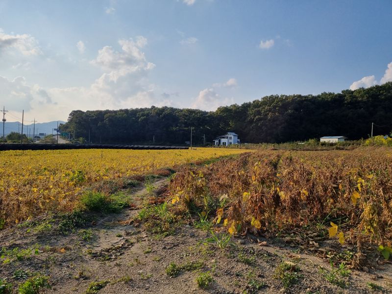 자두1925님의 장터 판매 상품 [대왕2호 선풍] 첨부 사진