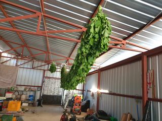 임훈택 님의 기타작물 · 영농일지 작성글 사진