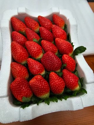 햇빛농원님의 12월 내 작물 자랑하기 · 참여글 작성글 사진