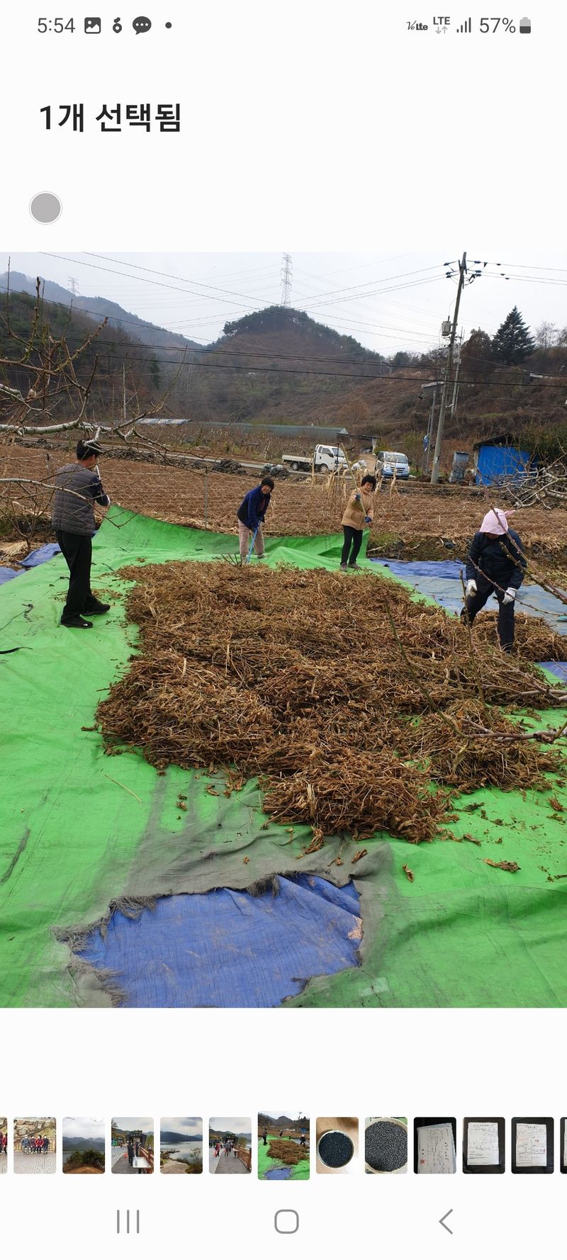신동익님의 장터 판매 상품 [대원콩 메주콩] 첨부 사진