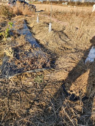 박해용(세건농장)님의 사과 · 묘목•접목 작성글 사진