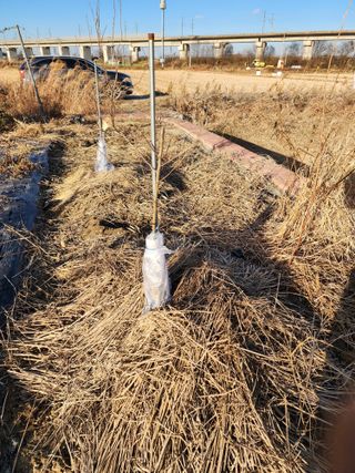 박해용(세건농장)님의 사과 · 묘목•접목 작성글 사진