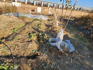 박해용(세건농장)님의 사과 · 묘목•접목 작성글 사진