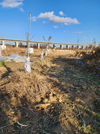 박해용(세건농장)님의 사과 · 묘목•접목 작성글 사진