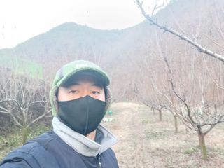 전락구님의 자두 · 영농일지 작성글 사진